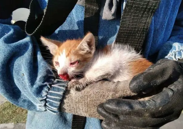 Rescata trabajador de Escobedo a gatito herido