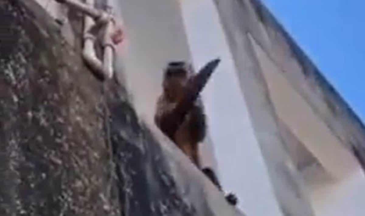 Mono capuchino asalta a personas con un cuchillo