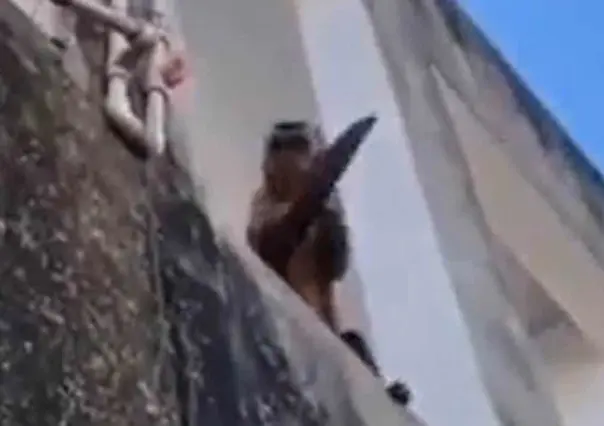 Mono capuchino asalta a personas con un cuchillo