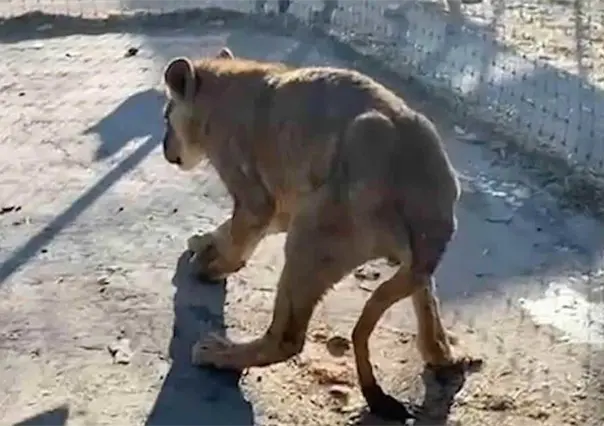 Encuentran animales maltratados en santuario Black Jaguar-White Tiger"