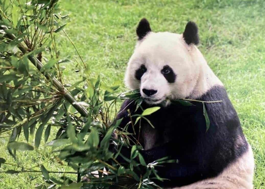 Muere Shuan Shuan, la panda más longeva de México