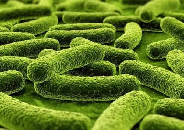 Amenaza el virus de Marburgo, similar al ébola