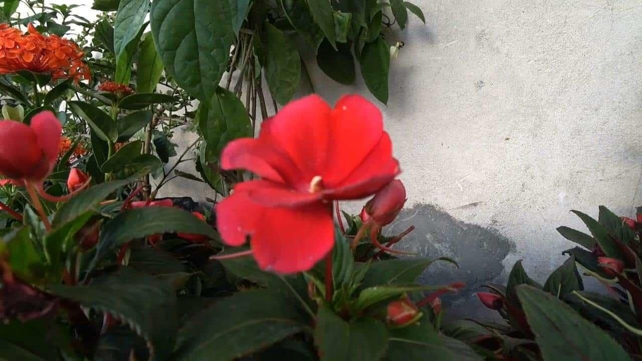 Bajan ventas de plantas en viveros ante falta de agua en Nuevo León
