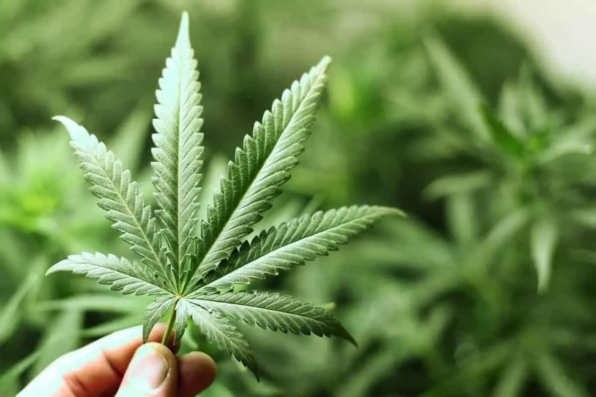 Queman una tonelada de marihuana en Colombia; ciudadanos quedan drogados