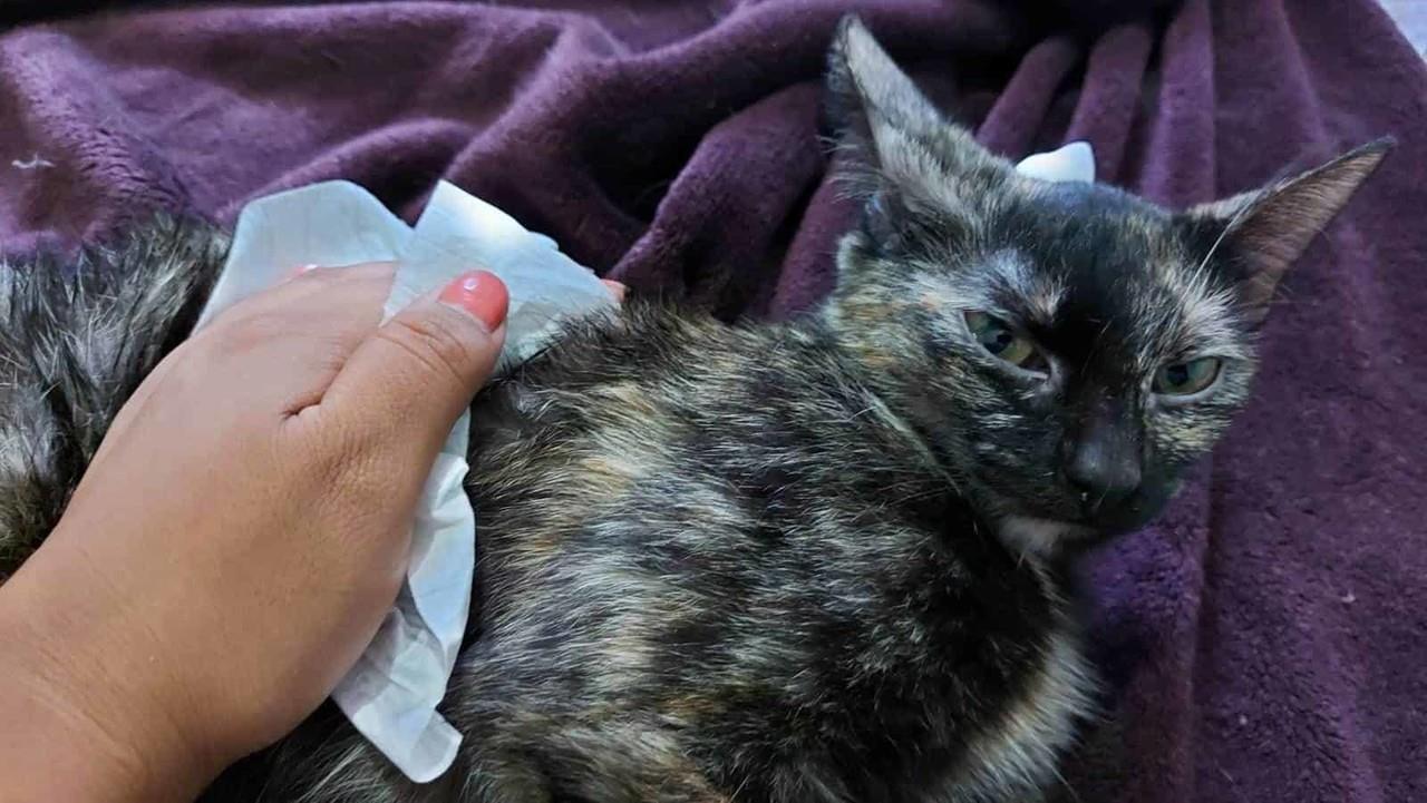 ¿Sin agua y sin jabón? Con shampoo en seco puedes tener limpia a tu mascota
