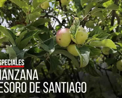 La manzana, tesoro de Santiago