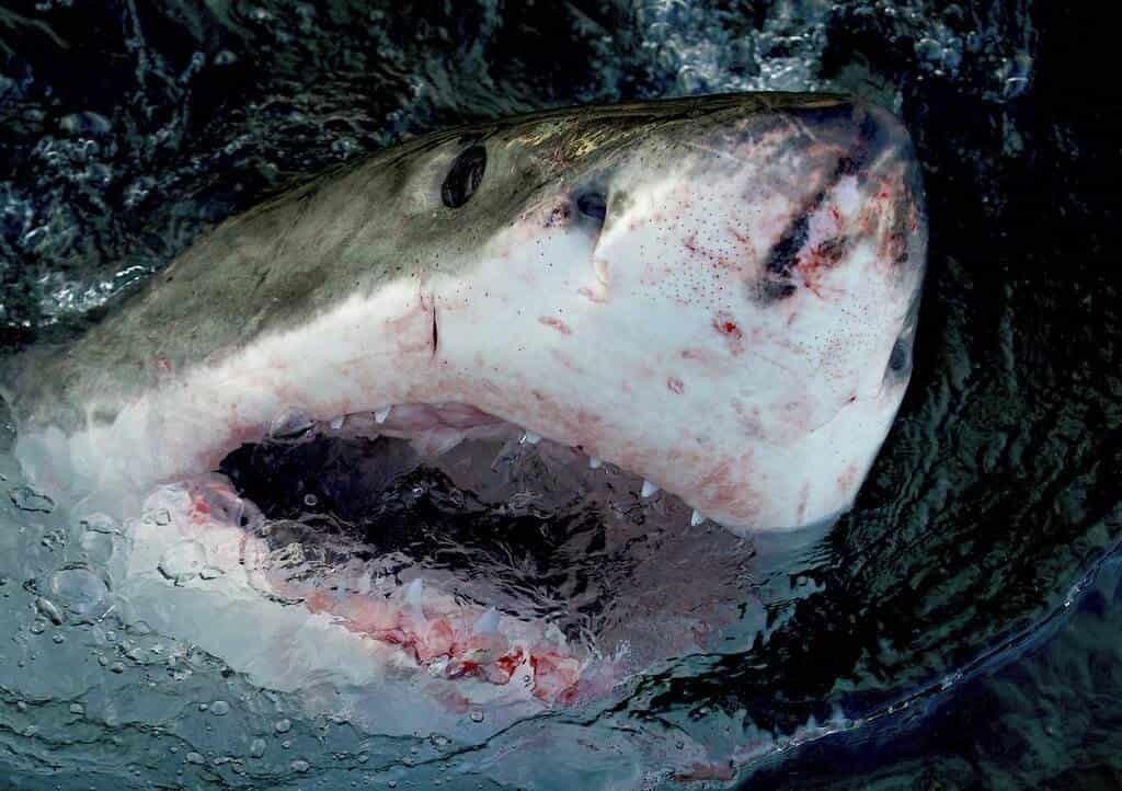 ¿Tiburones que caminan? Shark Week prepara interesante especial
