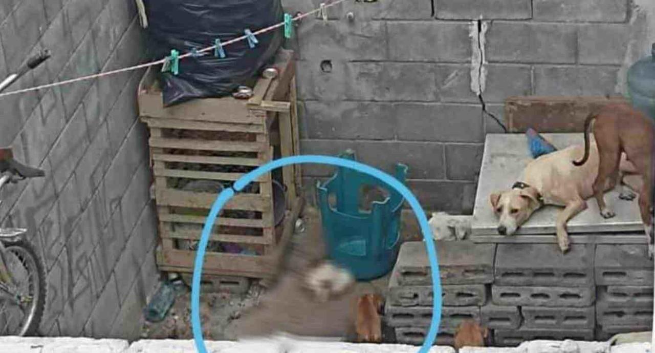 Denuncian caso de crueldad animal en Escobedo, resguardan a mascotas