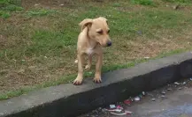 Hay más de 500 mil perros abandonados en Nuevo León