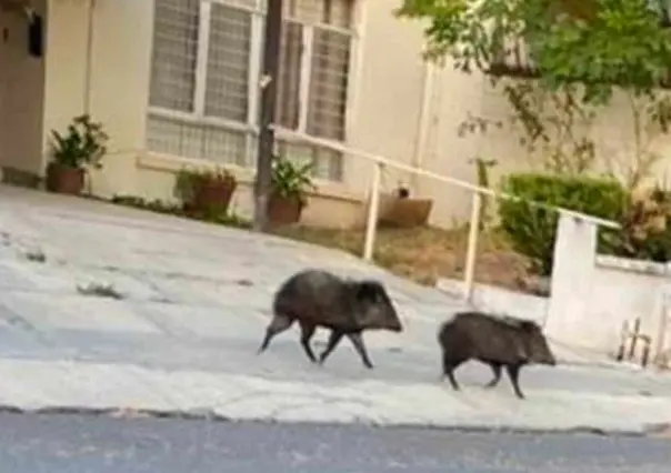Par de jabalíes se pasean en Monterrey