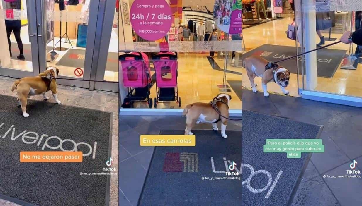 Niega Liverpool acceso a ‘lomito’ por su peso