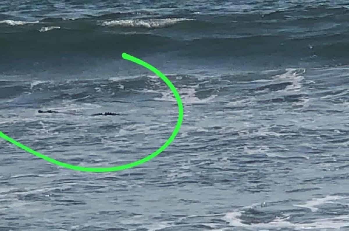Suspenden acceso a playa Nuevo Nayarit por presencia de cocodrilo