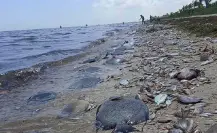 Marea roja deja miles de peces muertos en costas de Yucatán