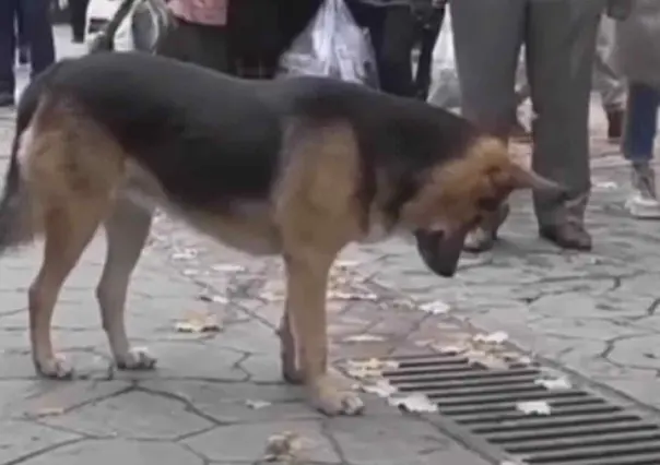 Perro callejero se viraliza al observar por horas una alcantarilla