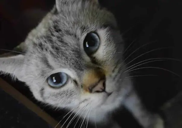 ¡Feliz Día Internacional del Gato!