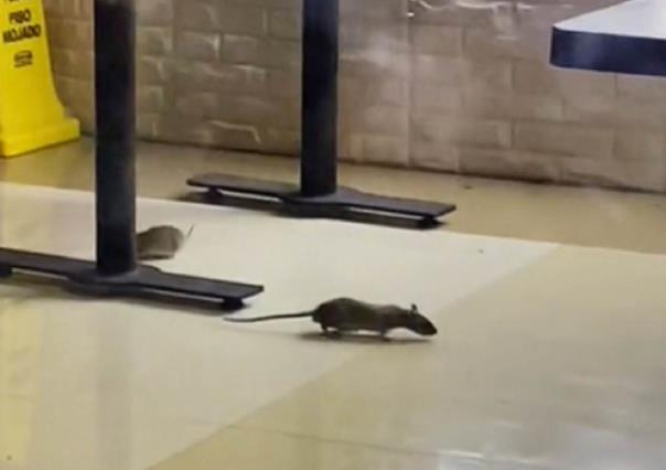 Exhiben plaga de ratas en restaurante de pollo estilo Louisiana