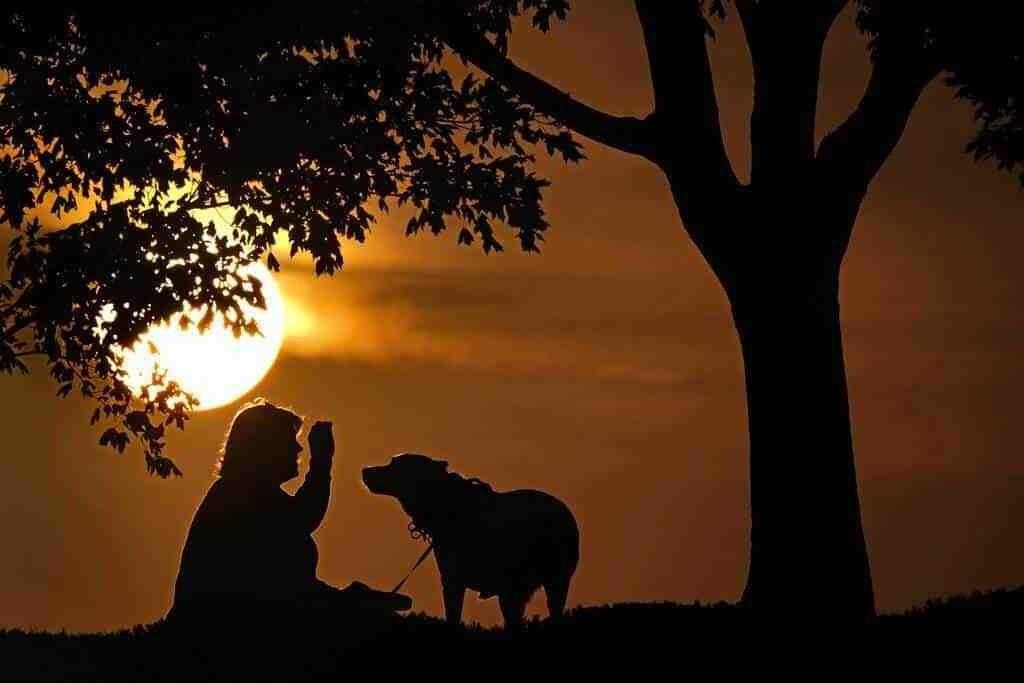¡Aguas! Piden a contagiados de viruela símica alejarse de mascotas