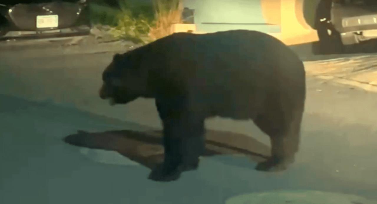 Captan a enorme oso buscando comida en basureros