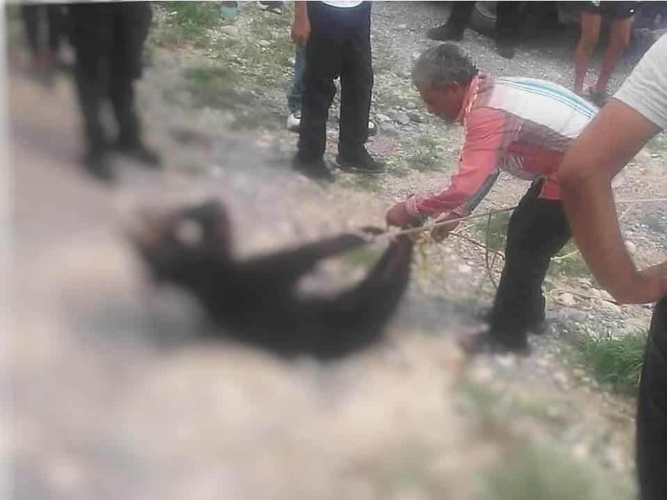 Asfixian y torturan a oso en Ramos Arizpe, Coahuila
