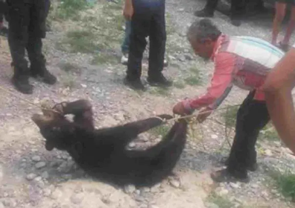 Presenta Profepa denuncia por asfixia a un osezno en Castaños, Coahuila