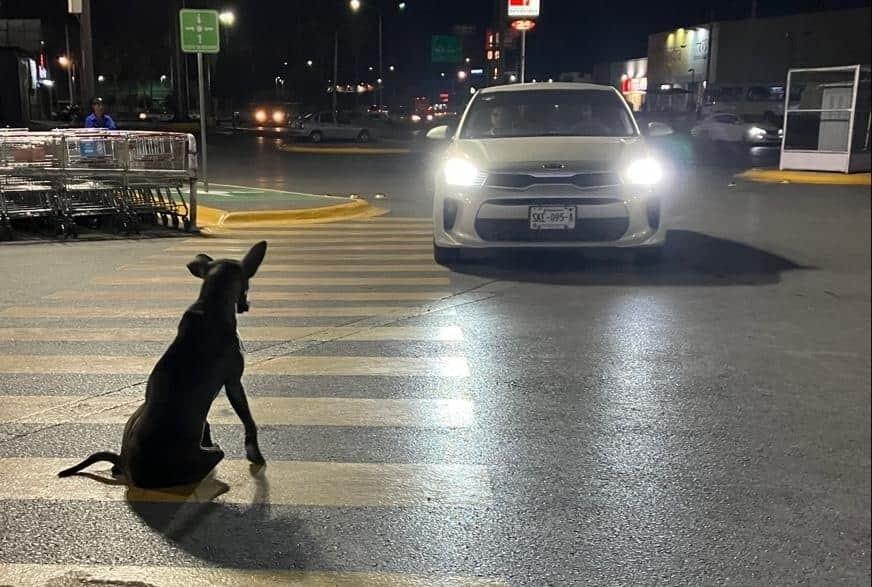 Se duplican casos de maltrato animal en Nuevo León