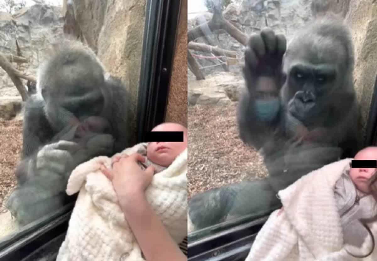 Kiki, la mamá gorila que comparte su vínculo maternal