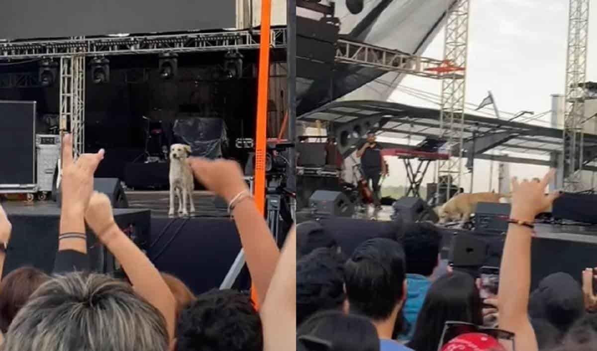 Se cuela Firulais a escenario de festival; recibe sorprendente ovación