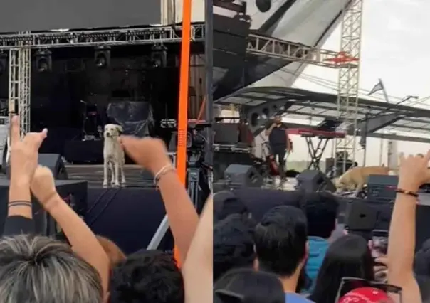 Se cuela Firulais a escenario de festival; recibe sorprendente ovación