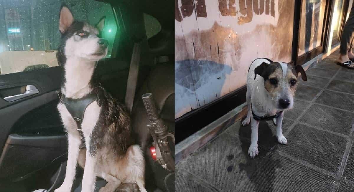 Lluvias provocan que mascotas huyan de sus casas, dueños las buscan