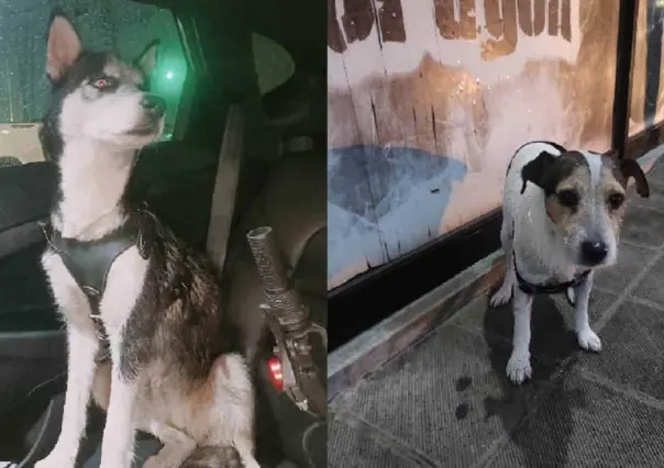 Lluvias provocan que mascotas huyan de sus casas, dueños las buscan