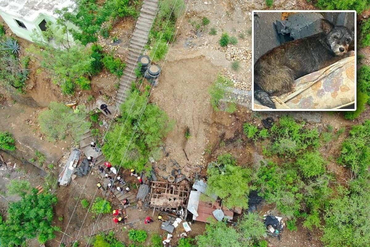 Mascota acompaña a su dueño hasta su muerte