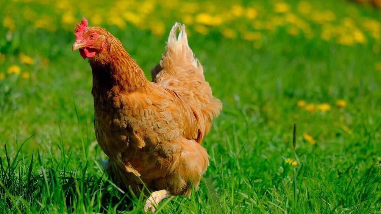 Ohio mata 3 millones de gallinas por gripe aviar