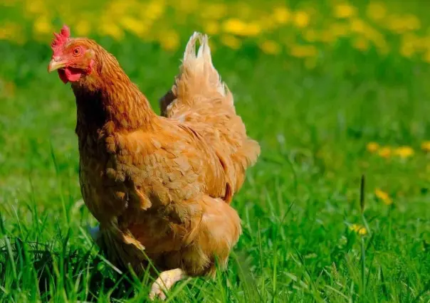 Ohio mata 3 millones de gallinas por gripe aviar