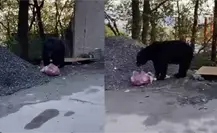 ¿Qué hacer si te topas con un oso? Dice Marcial Herrera ¿Qué hacer si te topas con un oso? Dice Marcial Herrera