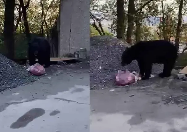 ¿Qué hacer si te topas con un oso? Dice Marcial Herrera