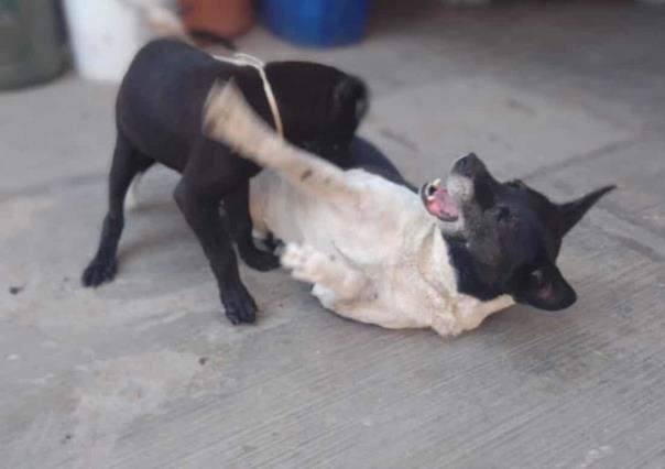 ¡A cuidarlos! Invitan a vacunación antirrábica canina y felina