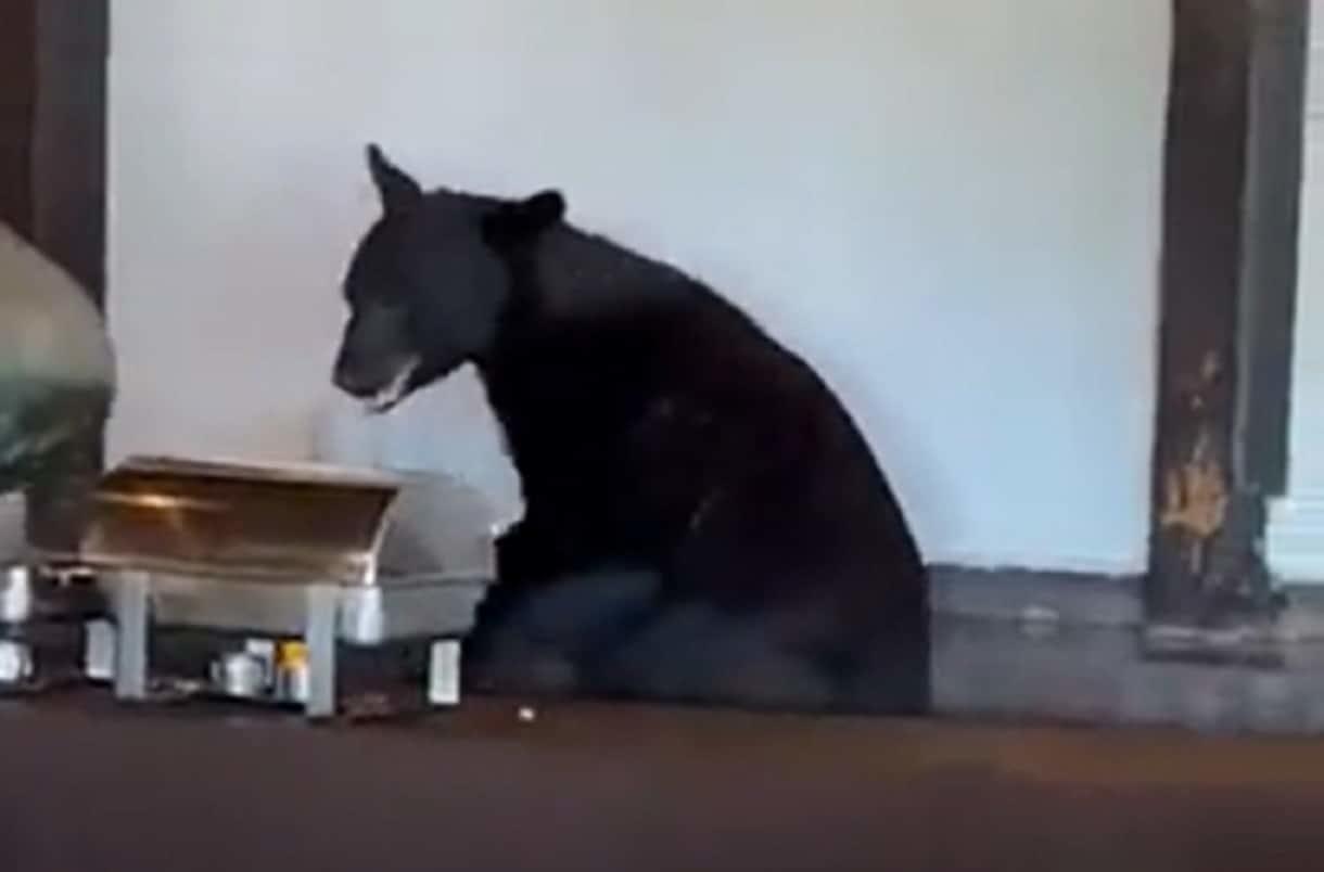 VIDEO: Va Oso en busca del buffet en hotel de Chipinque