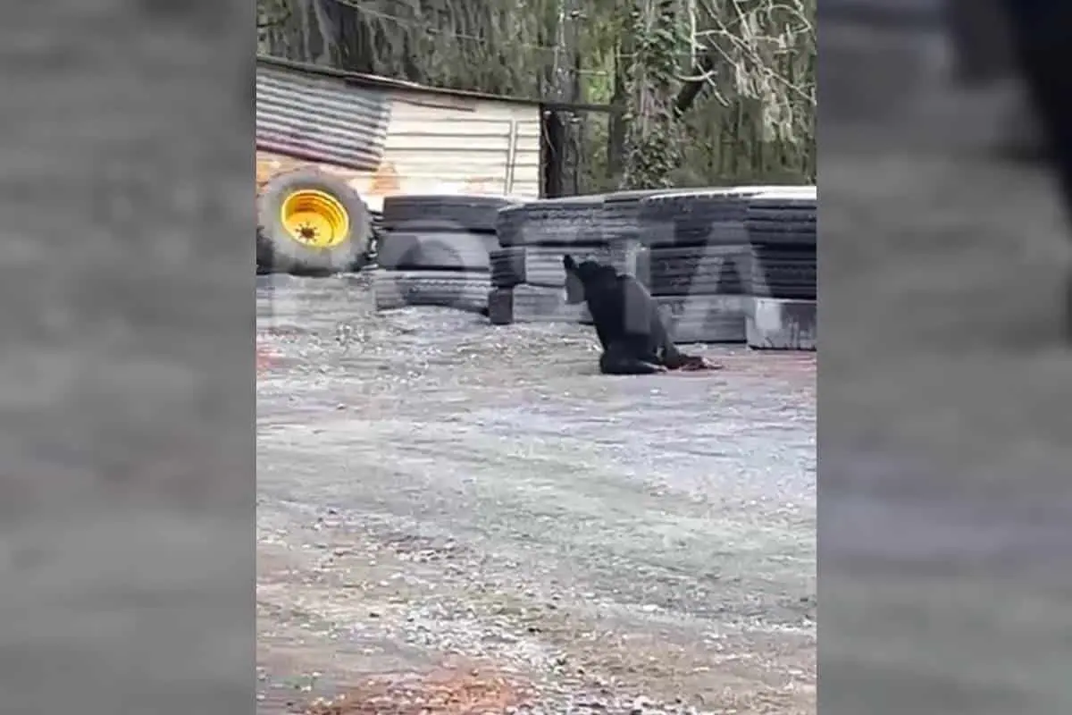 VIDEO: Captan oso con patitas quebradas en Ciénega de González