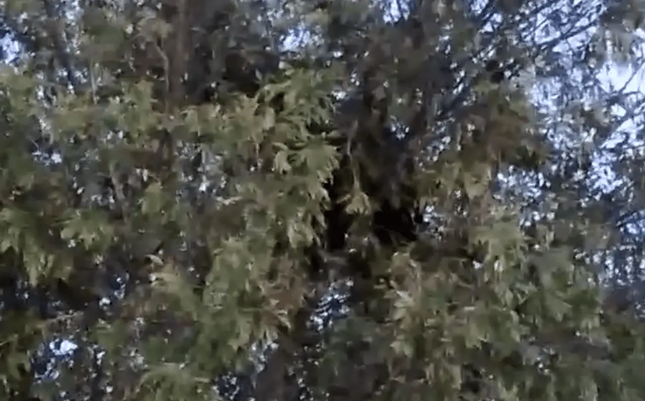 VIDEO: Oso se refugia en la copa de un árbol en Zuazua