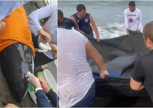 Salvan a delfín cabeza de melón que queda varado en playa de Veracruz