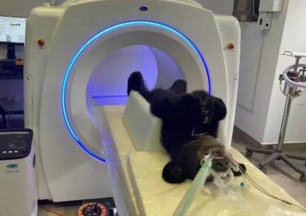 Osezno baleado tiene parálisis en patitas; buscan descartar daño permanente