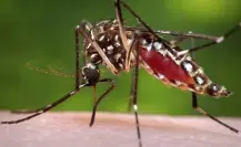 Estudio revela que el olor corporal de personas atrae a mosquitos