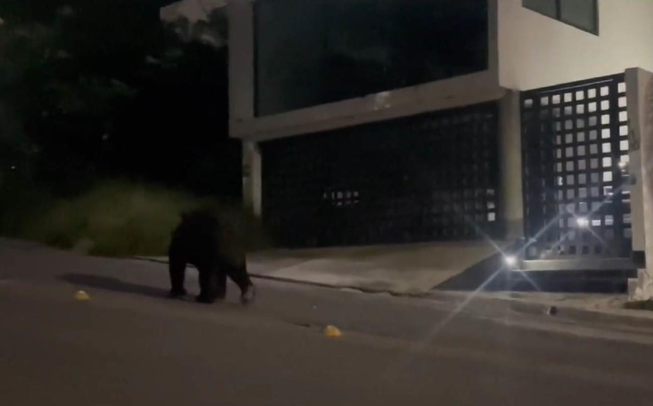Aparece oso en la colonia Satélite; deja recuerdito a vecinos
