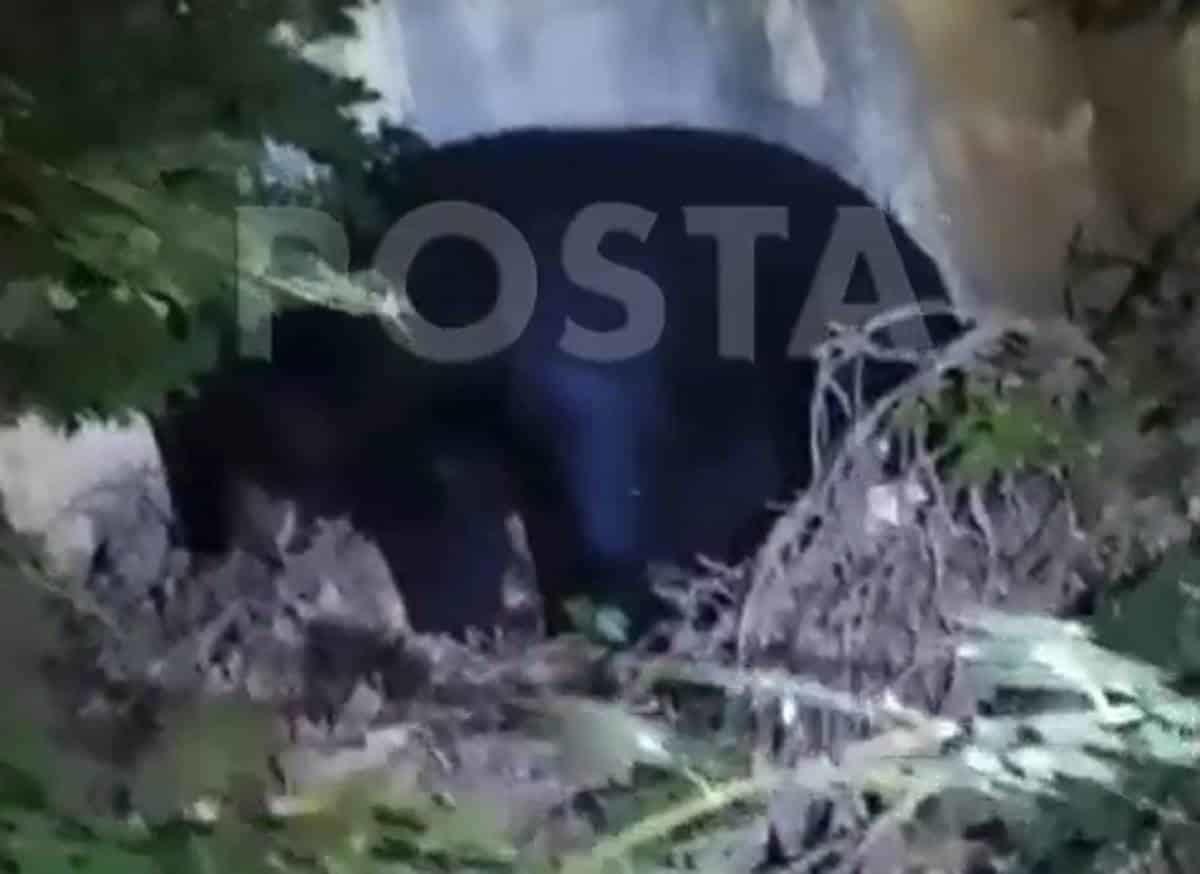 Moviliza osa preñada a rescatistas al sur de Monterrey