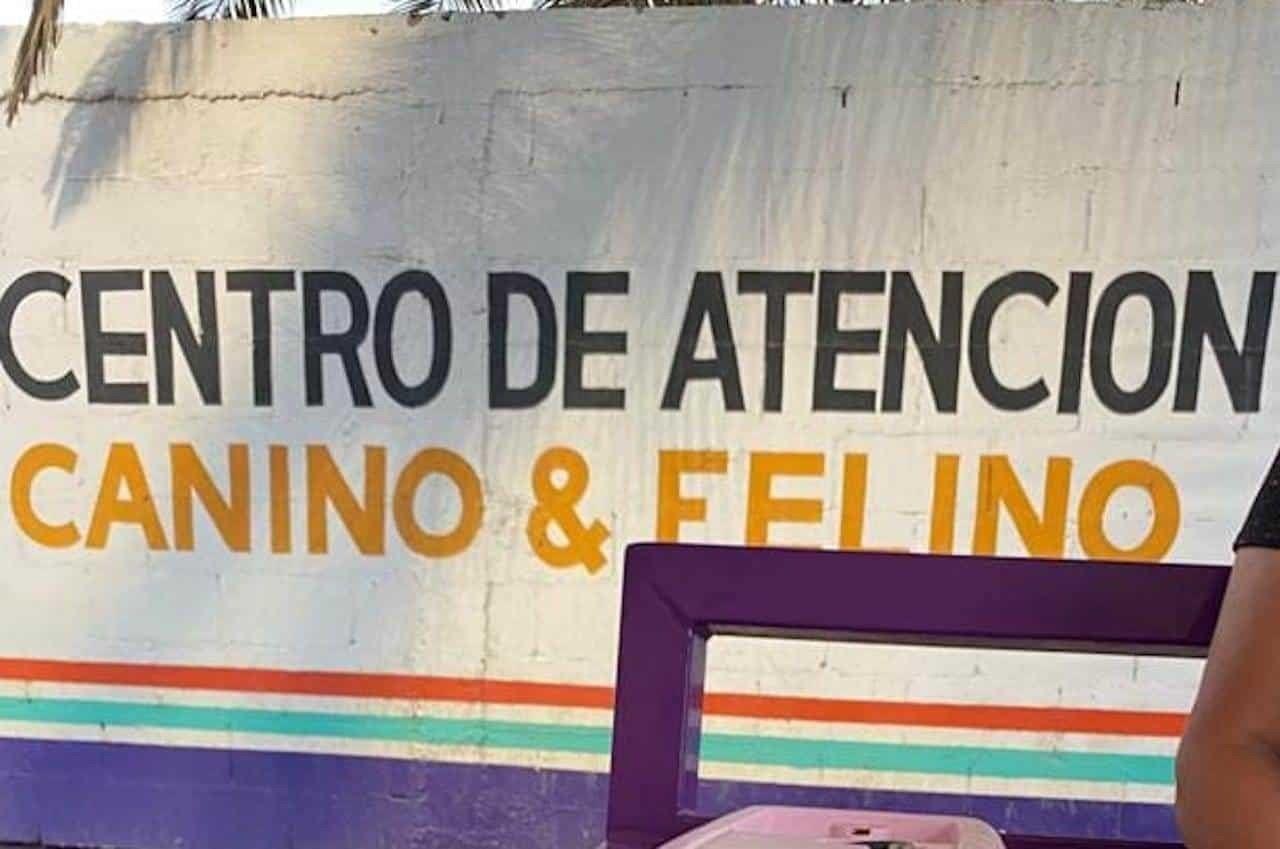 Buscan a responsables del crimen de un perro que dejaron colgado en escuela