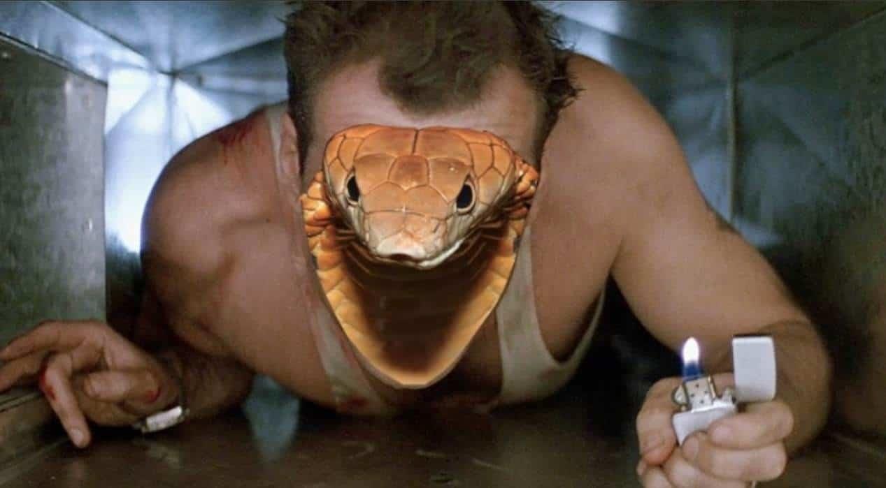 VIDEO: ¡De película! Cobra con veneno mortal escapa de zoo en Suecia