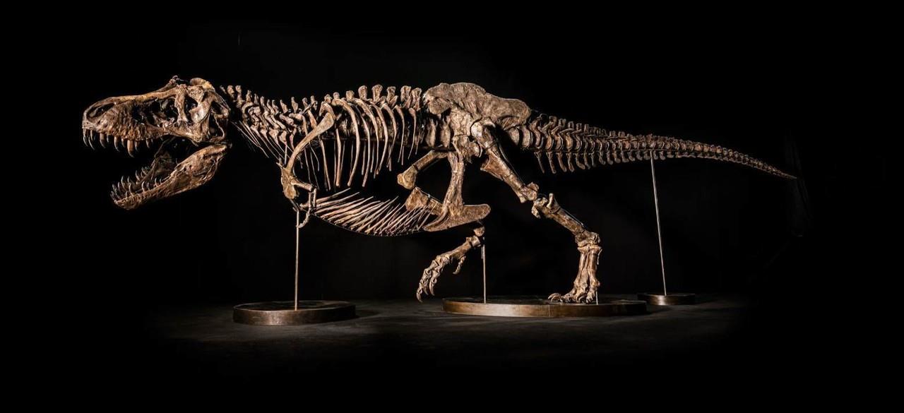 Shen-The T.rex, primer fósil de tiranosaurio rex será subastado en Asia