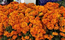 Llegan toneladas flores de cempasúchil a Monterrey