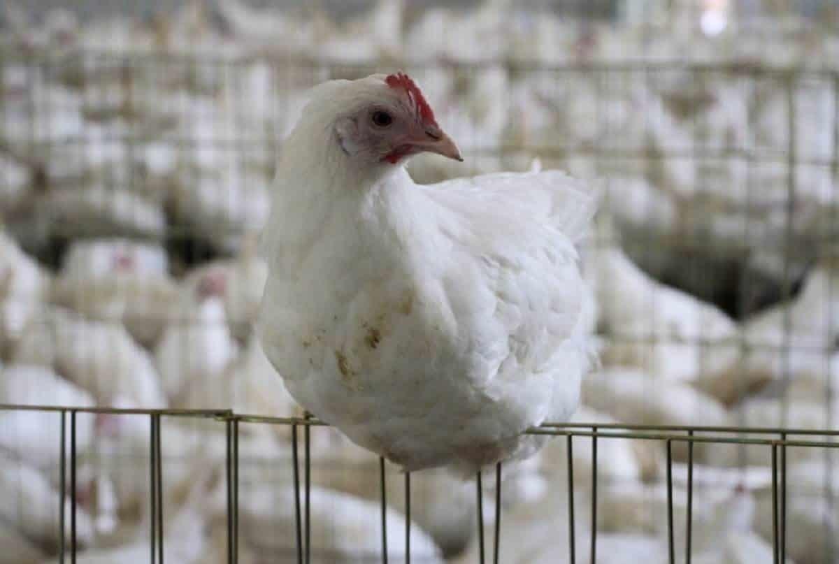 Confirma Estado brote de gripe aviar H5N1 en Montemorelos