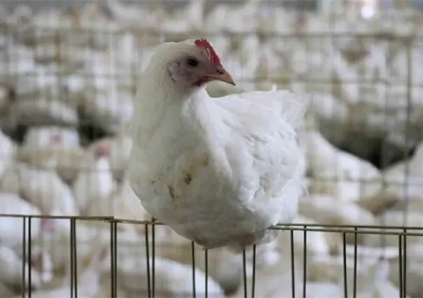 Confirma Estado brote de gripe aviar H5N1 en Montemorelos